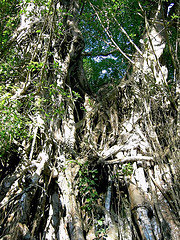 Witchtree of Campalanas